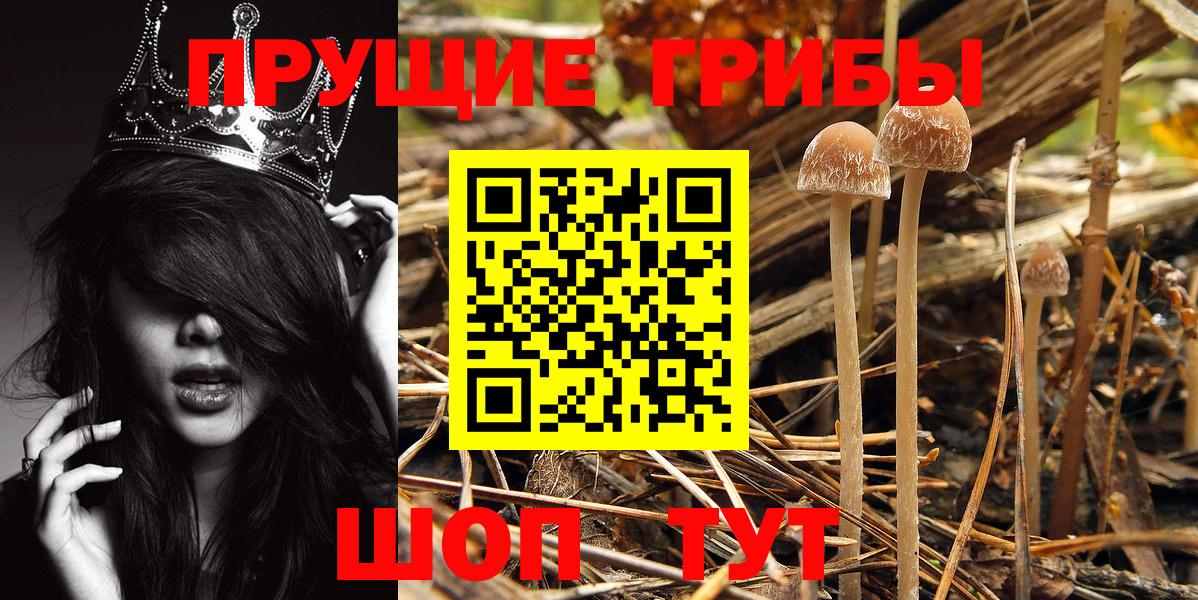 Псилоцибиновые грибы мицелий Люберцы